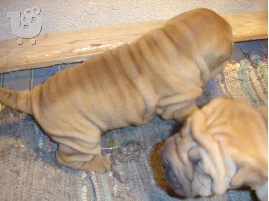 PoulaTo: Sharpei